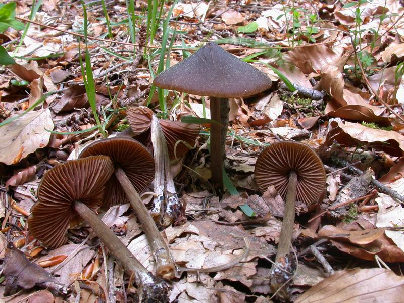 Entoloma hirtipes